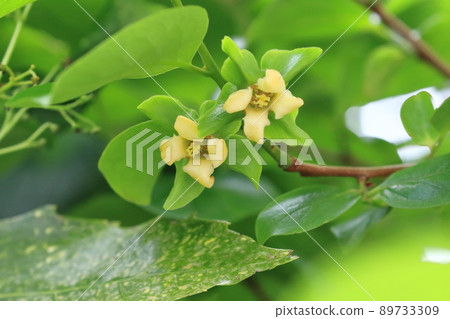 Cute persimmon flower 89733309