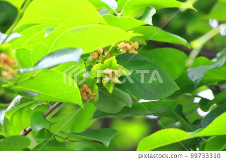 Cute persimmon flower 89733310
