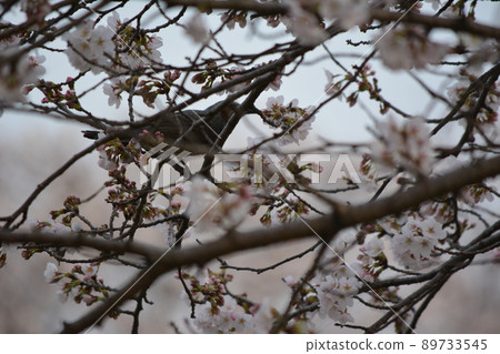 板谷川沿岸盛開的櫻花上的鱗莖 89733545