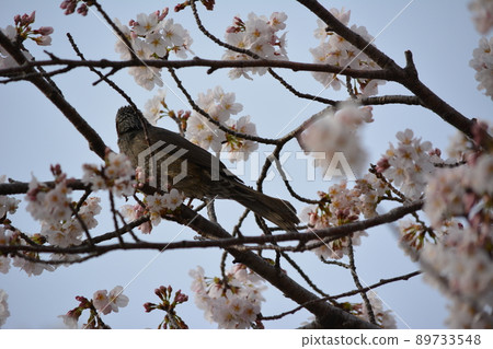 板谷川沿岸盛開的櫻花上的鱗莖 89733548