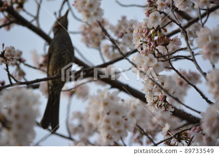 板谷川沿岸盛開的櫻花上的鱗莖 89733549