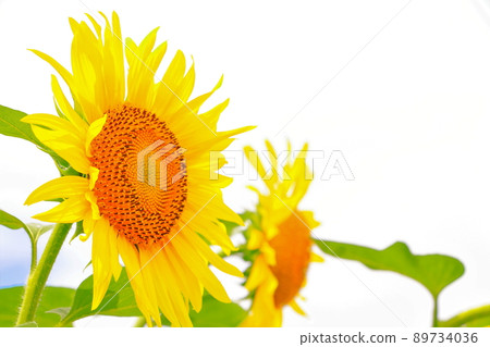 清爽兩輪向日葵花 清爽兩輪向日葵花 89734036