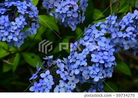 Beautiful hydrangea with improved breeding Beautiful hydrangea with improved breeding 89734270