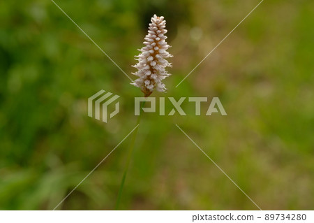 Kibukitranoo flower Kibukitranoo flower 89734280