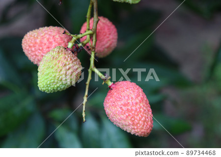 tasty and healthy litchi bunch in farm for harvest and sell 89734468
