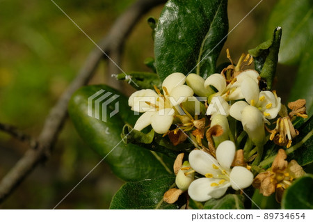 Sicentennoume flower Sicentennoume flower 89734654