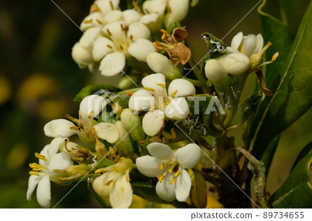 Sicentennoume flower Sicentennoume flower 89734655