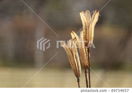 Lily seed pods 89734657