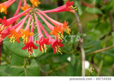 Tsukinuki pea flower 89734898