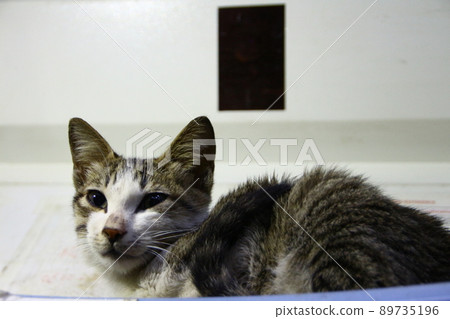 Cat Cat 89735196