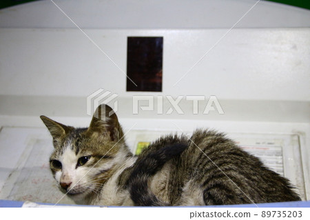 Cat  89735203