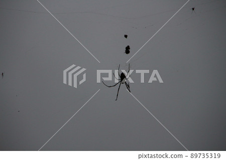 spider spider 89735319