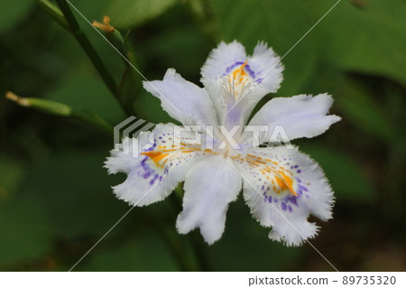 Flowers of Shaga Flowers of Shaga 89735320