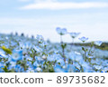 Nemophila 蒼白散景 89735682