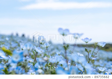 Nemophila pale bokeh Nemophila pale bokeh 89735682