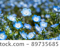 一張顯示 Nemophila 花瓣的照片 89735685