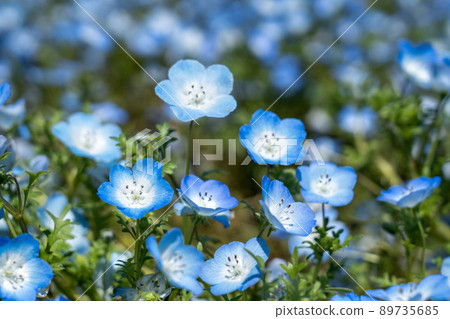 一張顯示 Nemophila 花瓣的照片 89735685