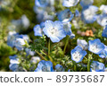 水滴和nemophila 89735687