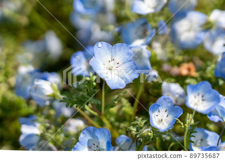 水滴和nemophila 水滴和nemophila 89735687