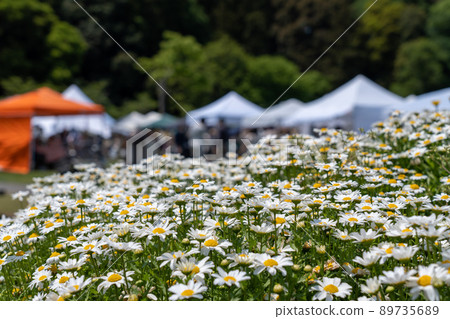 Tent and chamomile Tent and chamomile 89735689