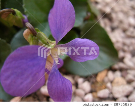 Purple violet flower close-up 89735989