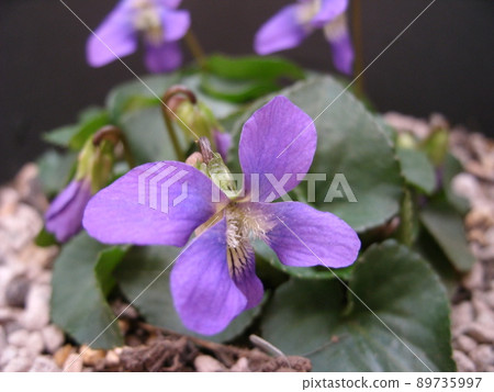 Violets that bloom purple flowers one after another in the spring and the time of flowering 89735997
