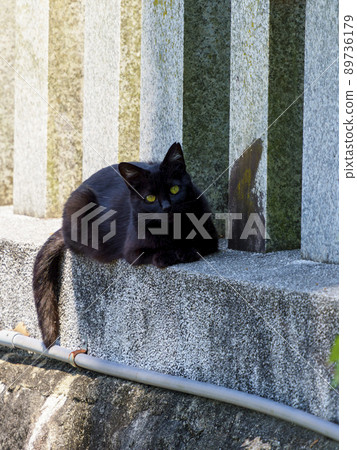 棲息在神社的當地貓 89736179