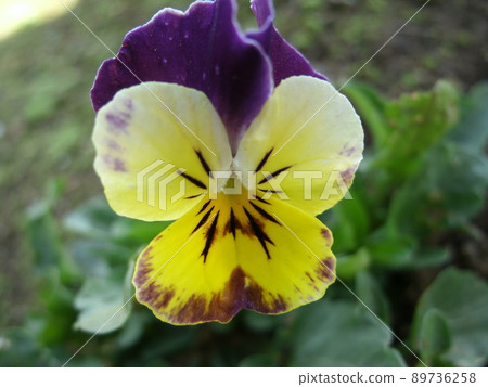 Pansy flowers 89736258