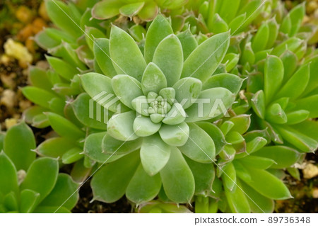 Tsumen Lange Tsumen Lange 89736348