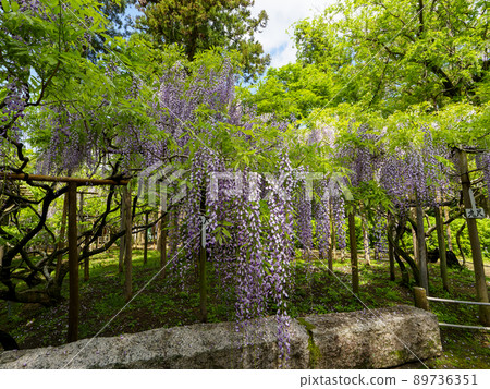Wisteria flowers blooming in the botanical garden Wisteria flowers blooming in the botanical garden 89736351