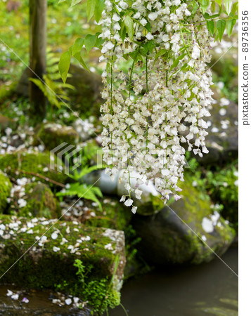 植物園裡盛開的紫藤花 植物園裡盛開的紫藤花 89736356