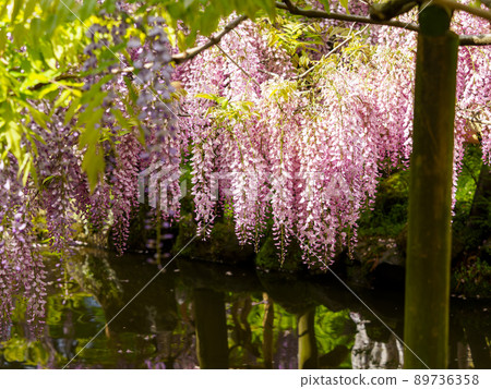 Wisteria flowers blooming in the botanical garden Wisteria flowers blooming in the botanical garden 89736358