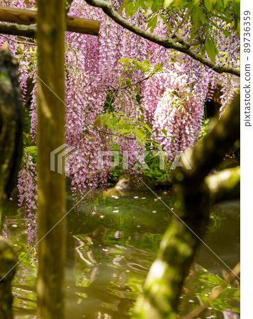 植物園裡盛開的紫藤花 植物園裡盛開的紫藤花 89736359