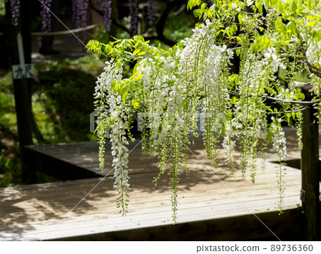 植物園裡盛開的紫藤花 植物園裡盛開的紫藤花 89736360