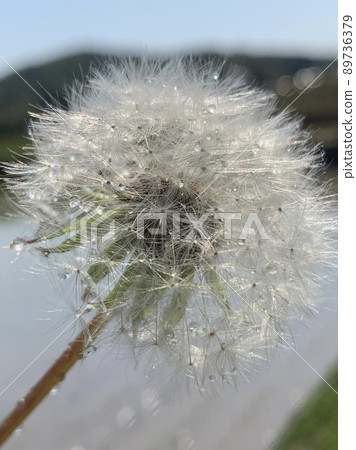 Dandelion fluff with water droplets Dandelion fluff with water droplets 89736379
