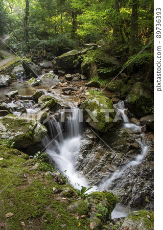 清新的綠谷 89736393