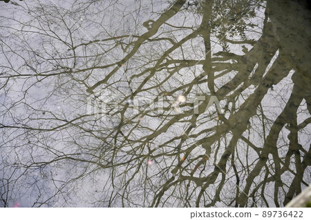 水面上反射的樹枝 水面上反射的樹枝 89736422