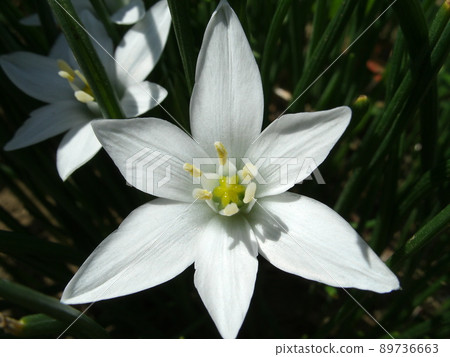 開著純白花朵的 Oamana（伯利恆之星） 89736663