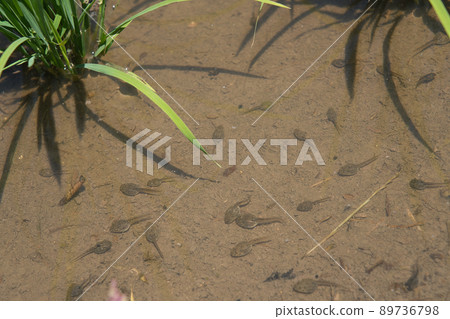 Tadpanic tadpoles Tadpanic tadpoles 89736798
