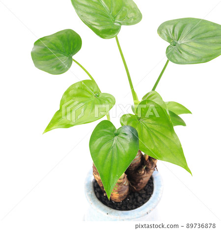 Leaves of foliage plant, Alocasia odora (Alocasia odora) [white background] 89736878