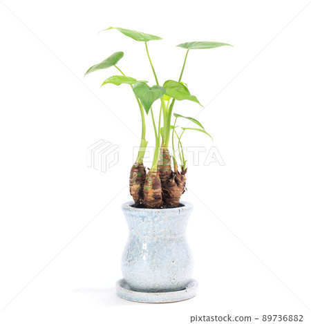 Potted plant of foliage plant, Alocasia odora (Alocasia odora) [white background] 89736882