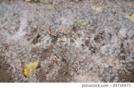 White poplar fluff lies on the asphalt. 89736975