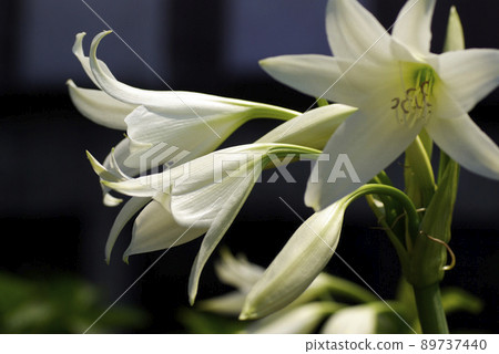 The trumpet-shaped white flowers of Crinum latifolium (Indian Hama cotton) are elegant. The trumpet-shaped white flowers of Crinum latifolium (Indian Hama cotton) are elegant. 89737440
