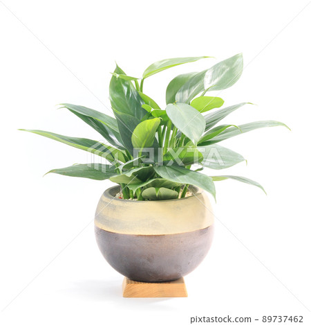 Ornamental plant, philodendron silver metal potted plant [white background] 89737462