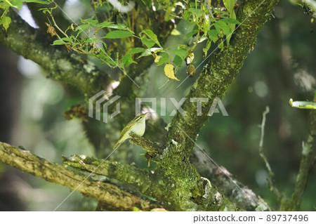 冕柳鶯 冕柳鶯 89737496