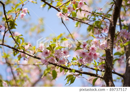 Cherry tree in full bloom Cherry tree in full bloom 89737517