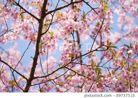 Cherry tree in full bloom Cherry tree in full bloom 89737518
