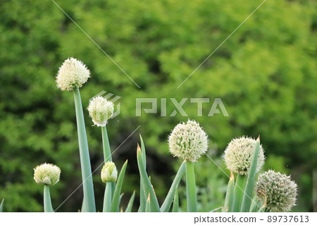 山里開的蔥花 山里開的蔥花 89737613