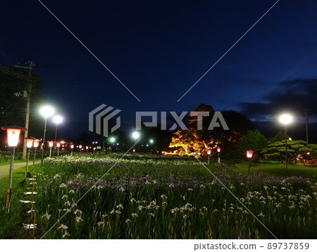 Iris in full bloom Ayame Nagai Ayame Park Iris in full bloom Ayame Nagai Ayame Park 89737859