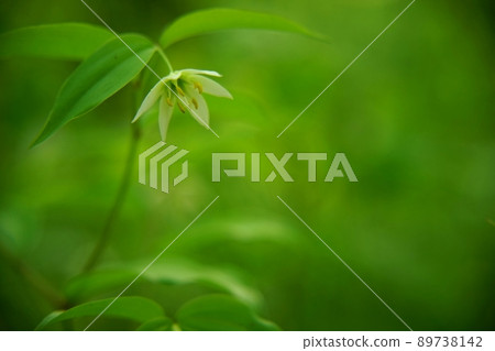 White lily flower 89738142